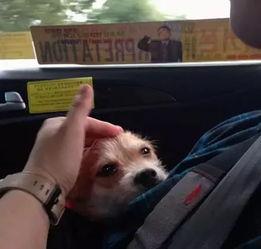 欧美狗狗回家视频大全