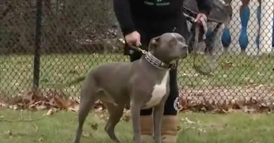 欧美狗狗回家视频大全