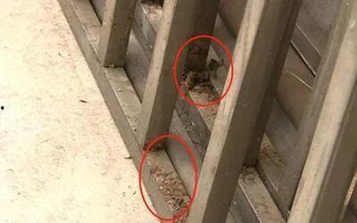 欧美灌肠喷粪视频,惊悚背后的真实内幕