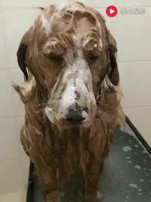 欧美帅哥洗澡的视频,性感魅力尽展无遗