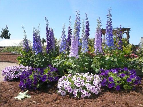 欧美花展之歌视频,花海盛宴的视听盛宴