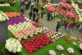 欧美花展之歌视频,花海盛宴的视听盛宴