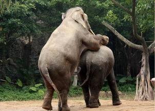 欧美和宠物交配视频在线,网络视频背后的真实世界
