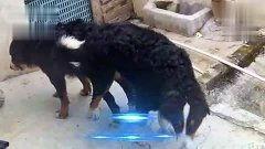 欧美和宠物交配视频在线,网络视频背后的真实世界