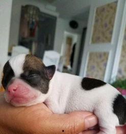 欧美和宠物交配视频在线,网络视频背后的真实世界